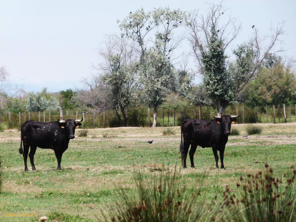 toros de Camargue