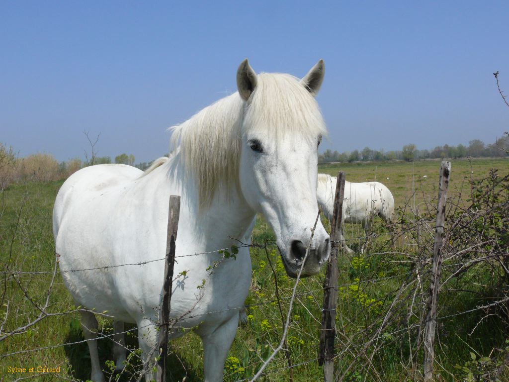cheval de Camargue 01