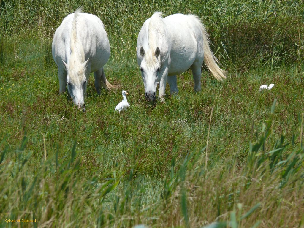 Chevaux de Camargue 03