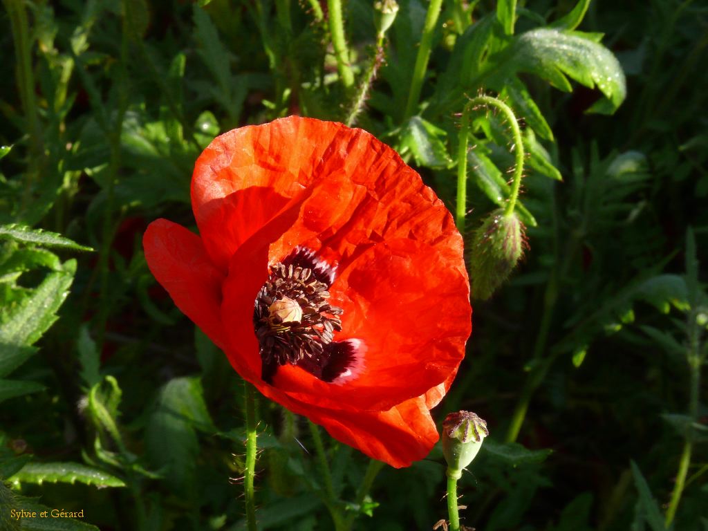 Coquelicot 02