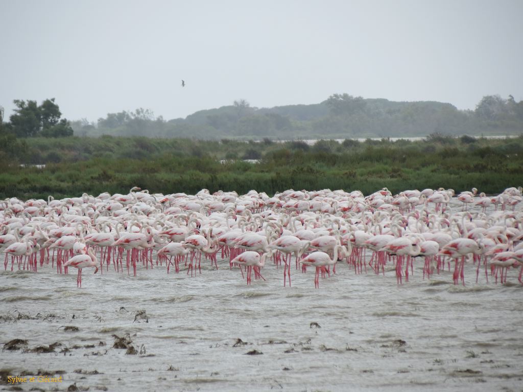 Etang du Vacarés 03