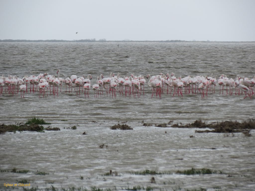 Etang du Vacarés 04