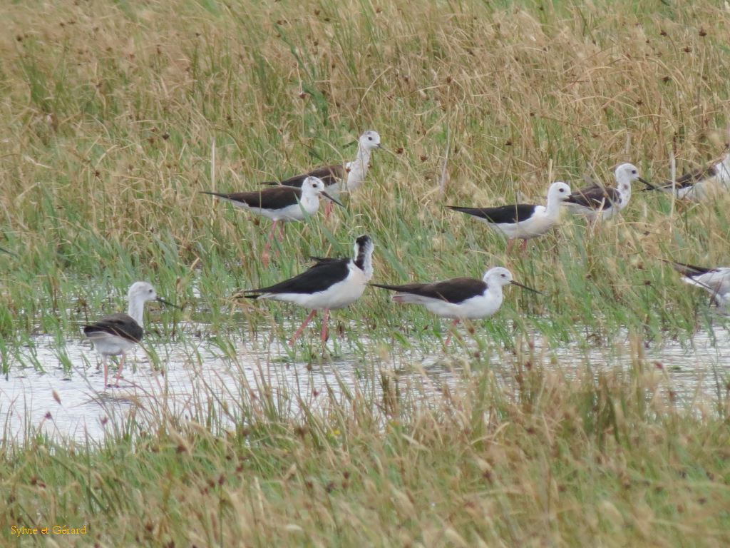 Etang du Vacarés 08