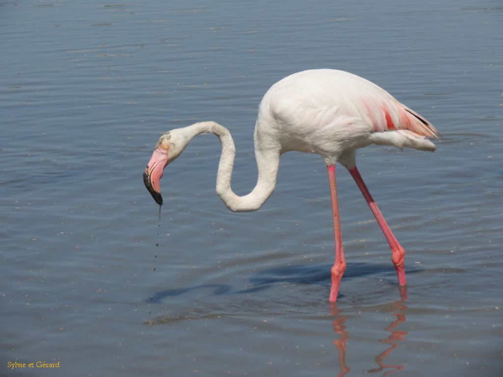 Flamants Roses Pont de Gau 02