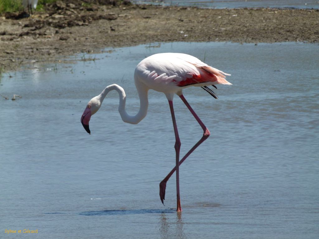 Flamants Roses Pont de Gau 04