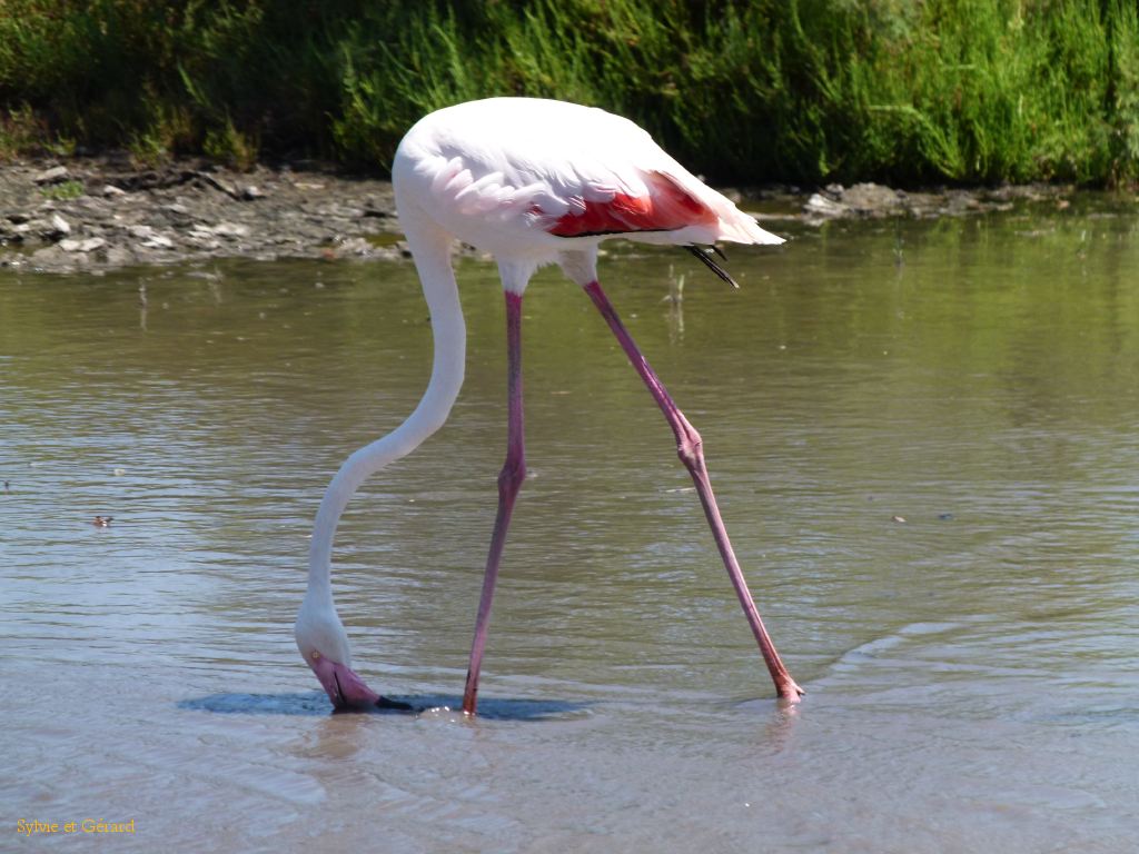 Flamants Roses Pont de Gau 05
