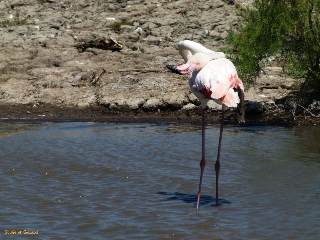 Flamants Roses Pont de Gau 06