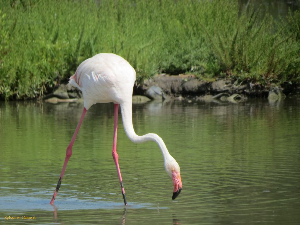 Flamants Roses Pont de Gau 07