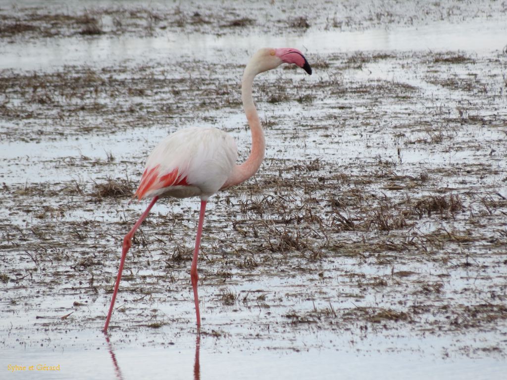 Flamants Roses Pont de Gau 08
