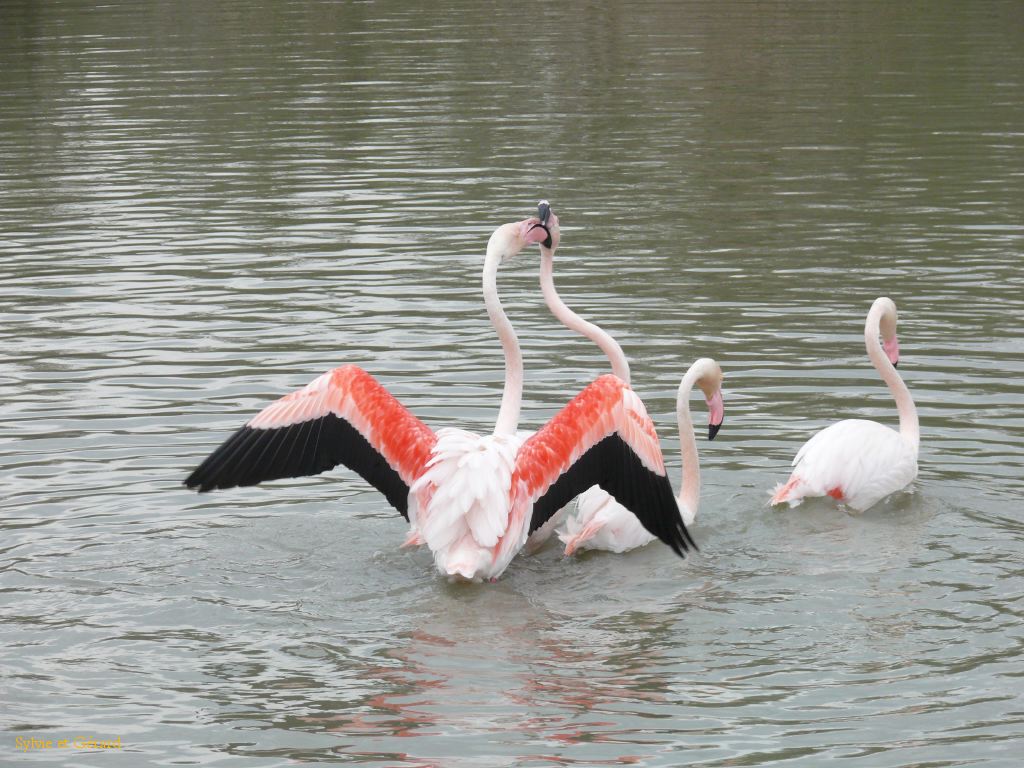 Flamants Roses Pont du Gau 03
