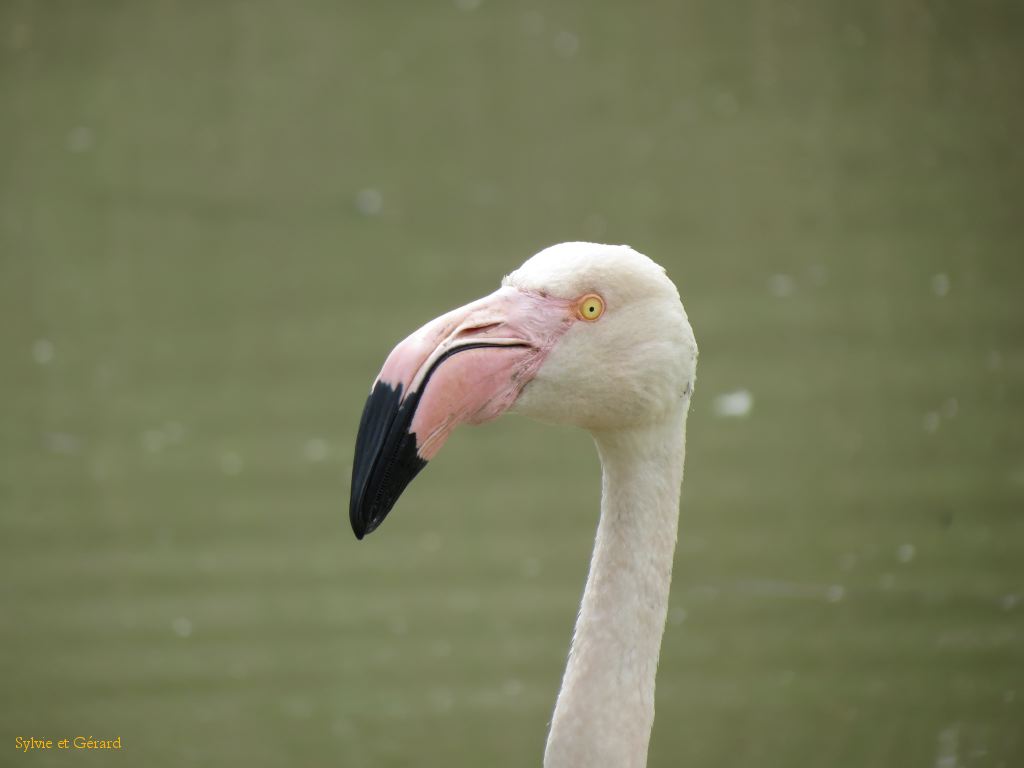 Flamants Roses Pont du Gau 09