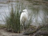 Pont de Gau 03 Aigrette