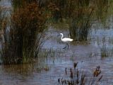 Pont de Gau 36 Aigrette