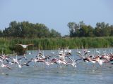 Pont de Gau 41 Flamants roses