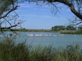 A Pont de Gau 02 Flamants roses