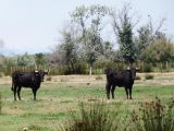 toros de Camargue