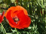 Coquelicot 01