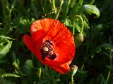 Coquelicot 02