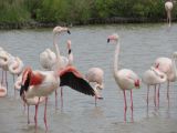 Flamants Roses Pont du Gau 01