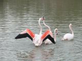 Flamants Roses Pont du Gau 03