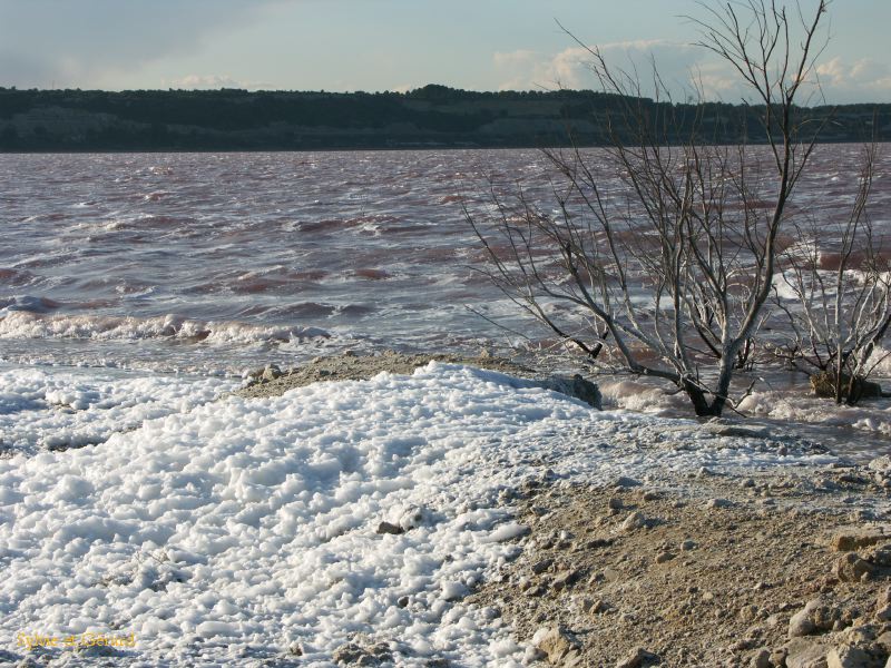 Etang de Lavalduc 001