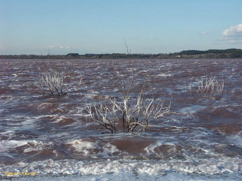 Etang de Lavalduc 003