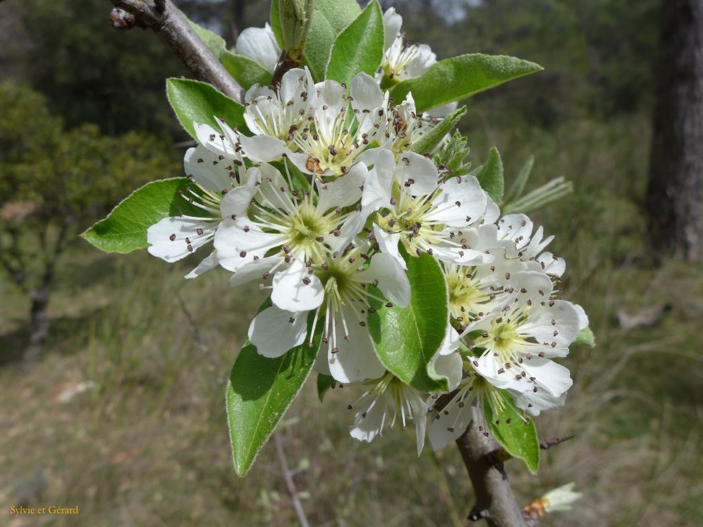 43 Source de l'Huveaune