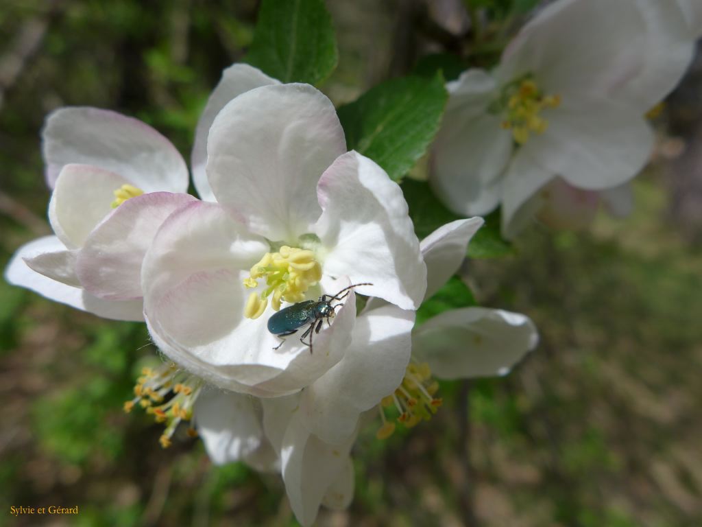 44 Source de l'Huveaune