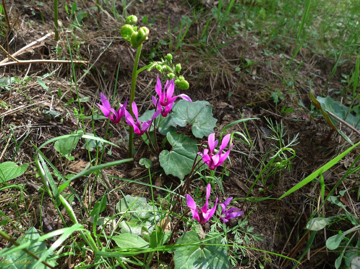 C Autour de Porto la fôret d'Aittone  004