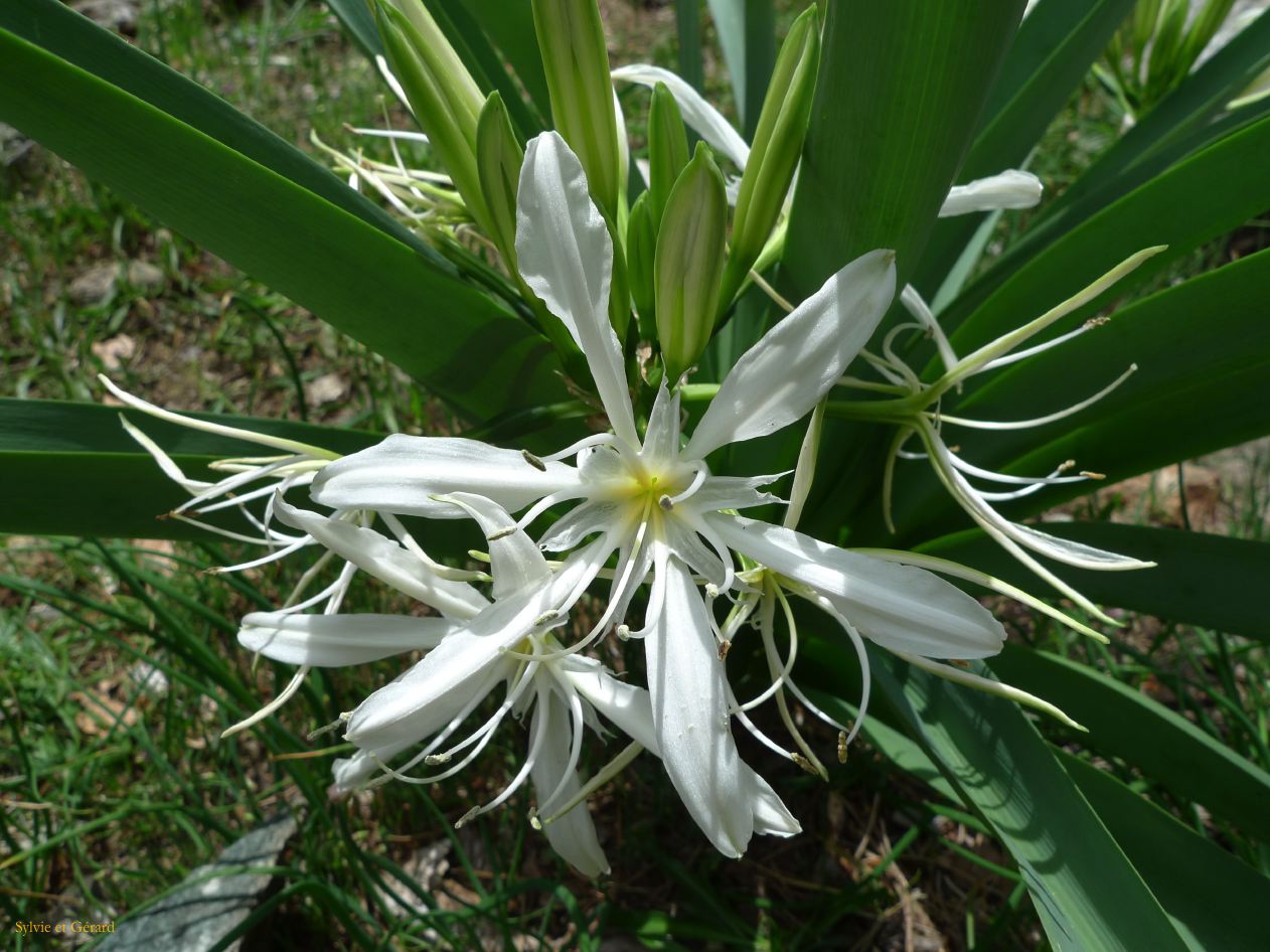 M Vizzavone Cascade des Anglais  006