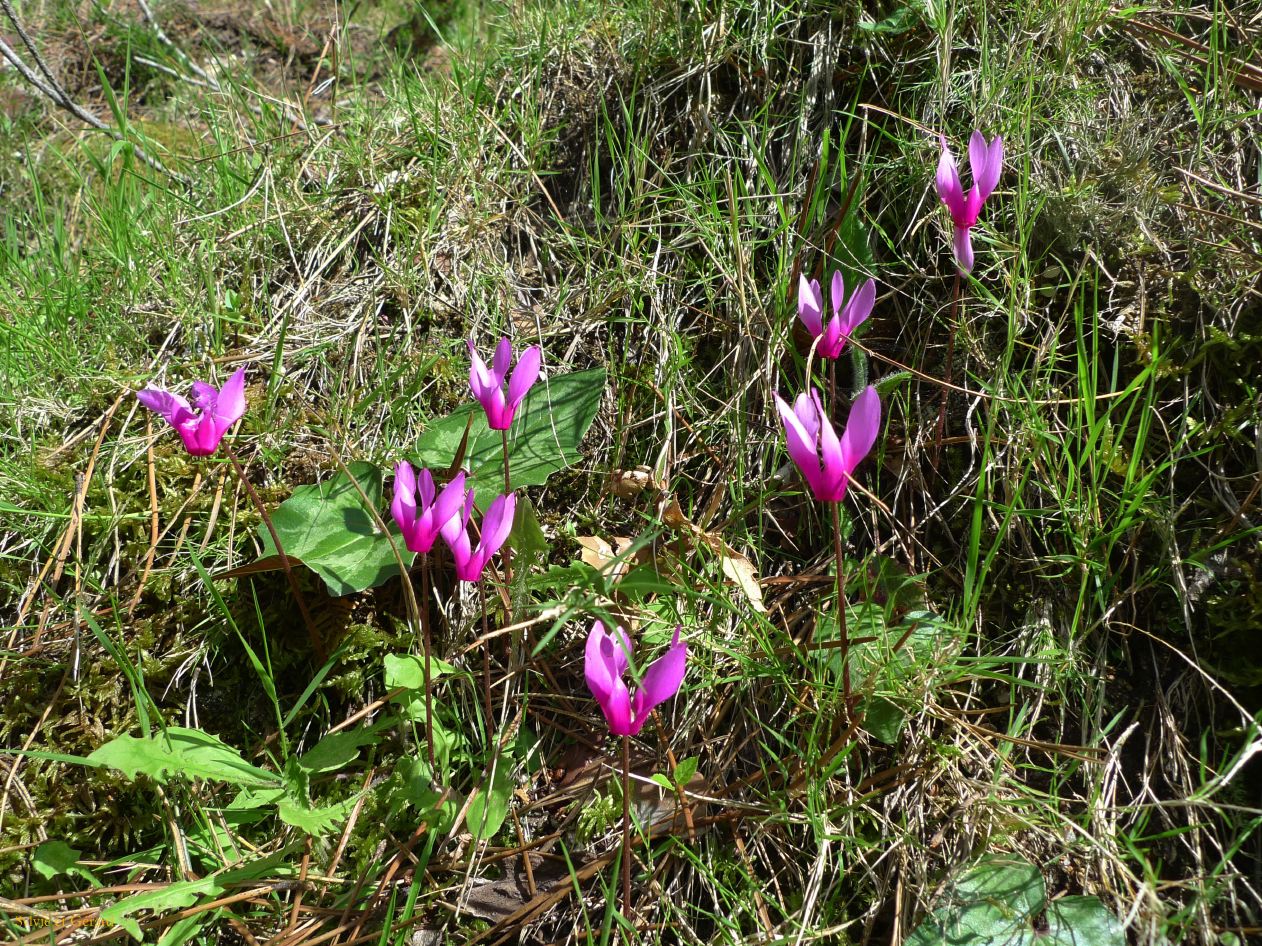 C Autour de Porto la fôret d'Aittone  005