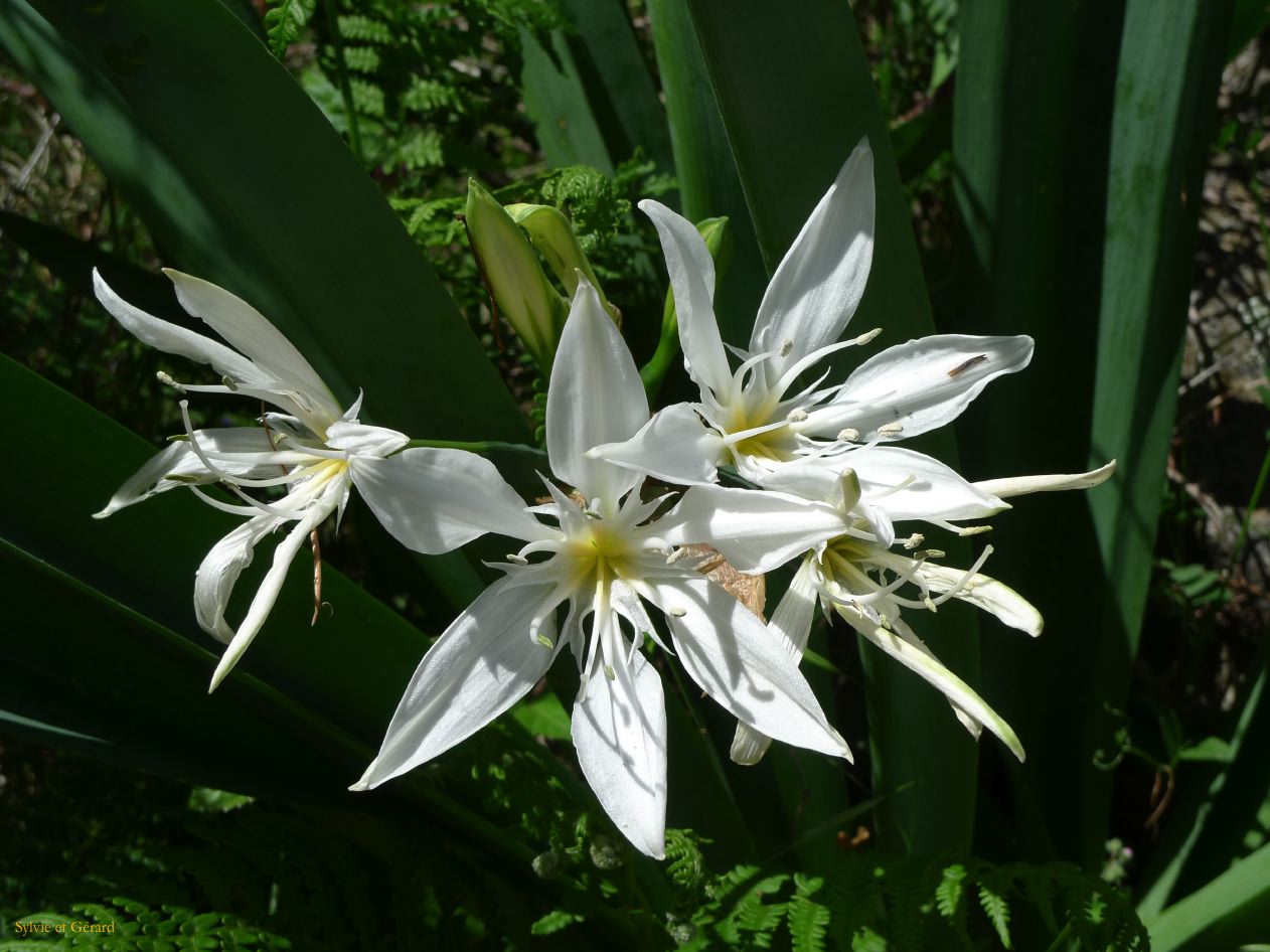 O Autour de Calacuccia Calisima  008