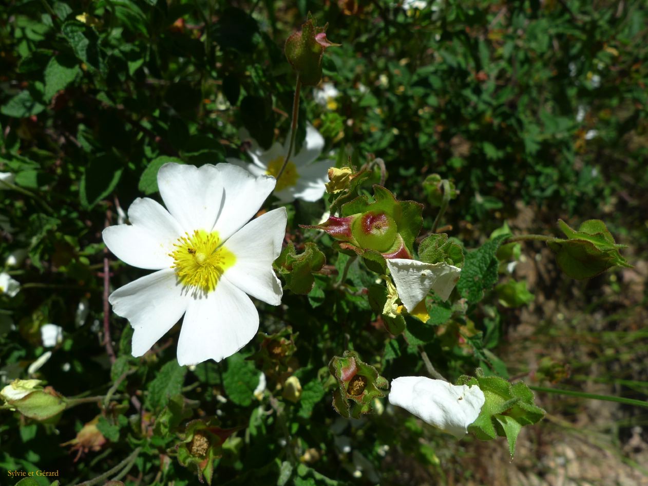 E Autour de Porto les Calanches de Piana  011