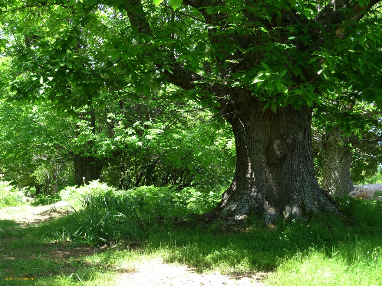 E Autour de Porto les Calanches de Piana  012