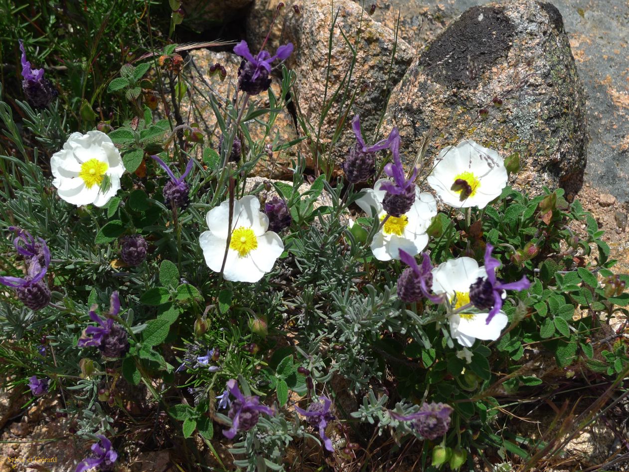 E Autour de Porto les Calanches de Piana  016