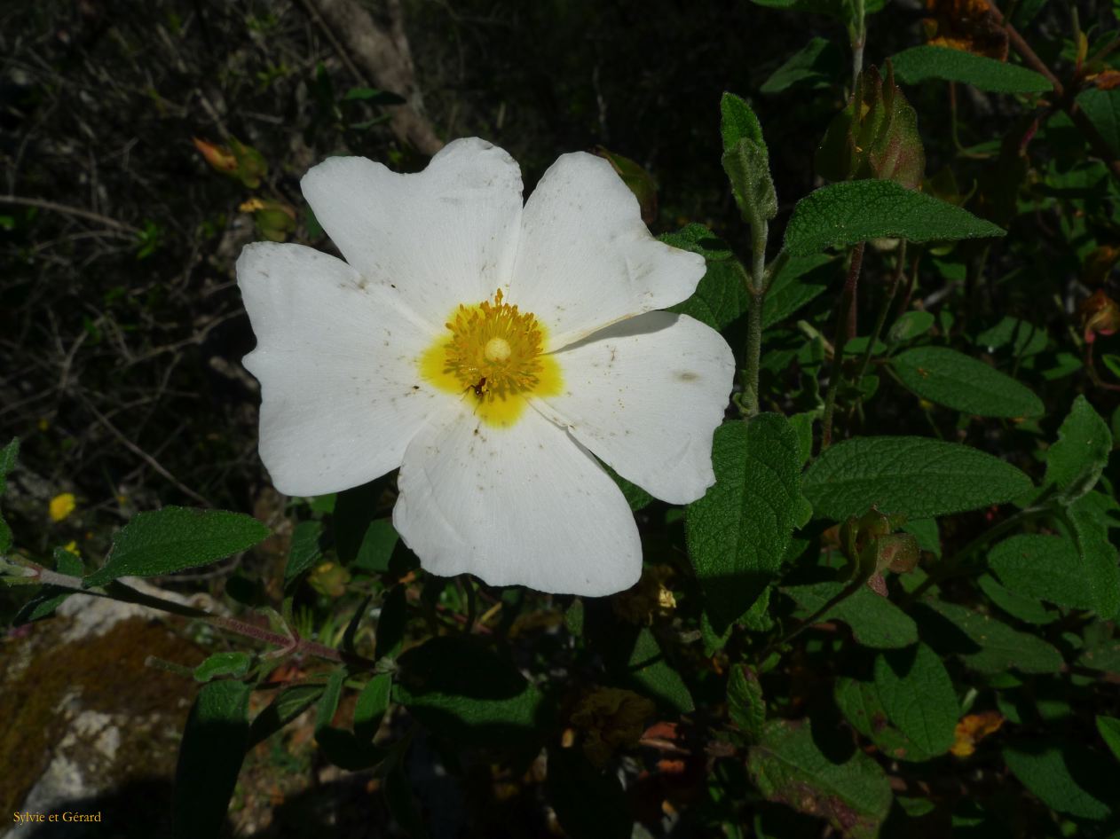 F Autour de Porto les Gorges de la Spelunca  001