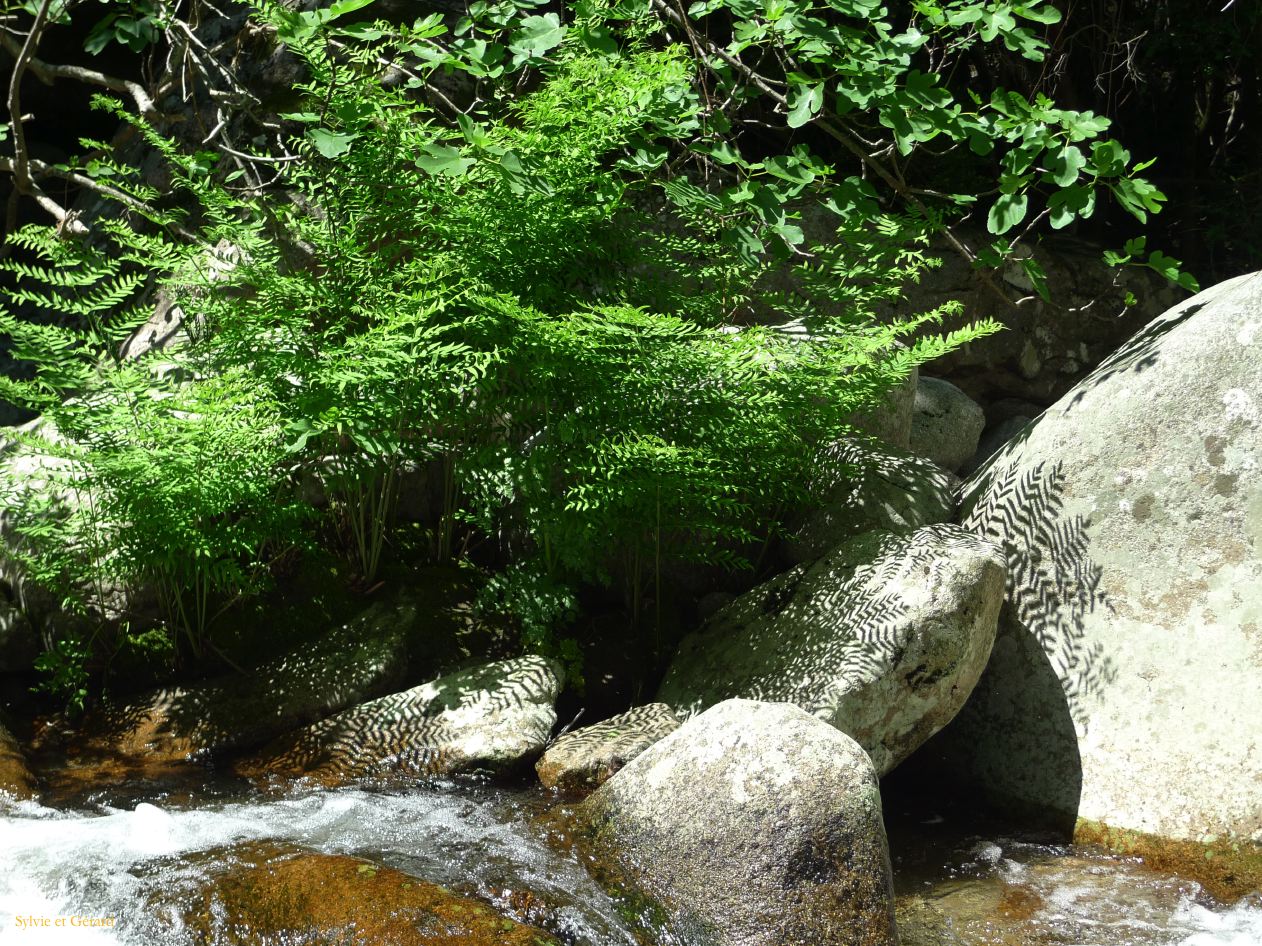 F Autour de Porto les Gorges de la Spelunca  003