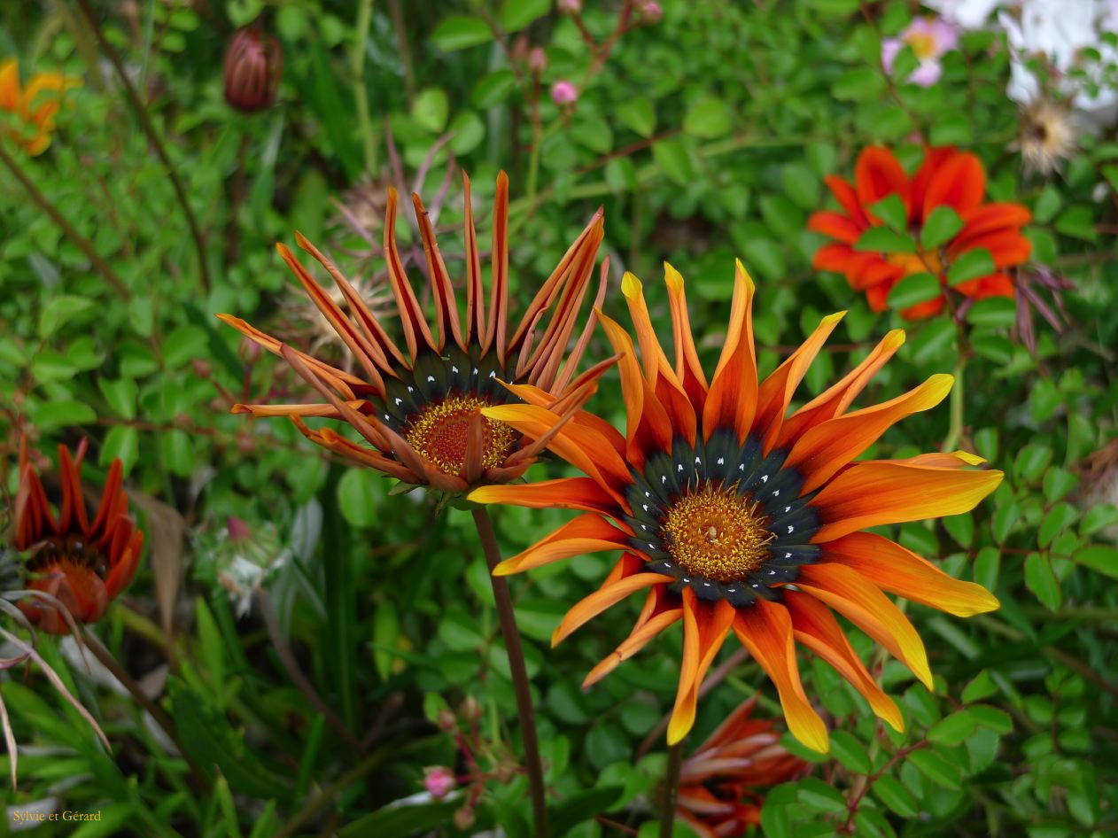 J Ile Rousse Parc de Saleccia  002