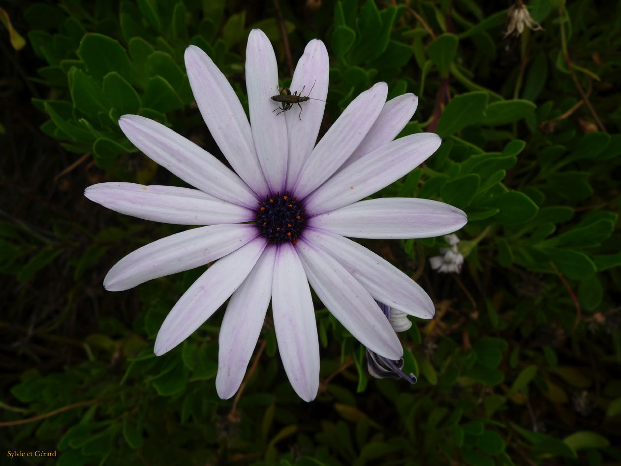 J Ile Rousse Parc de Saleccia  003