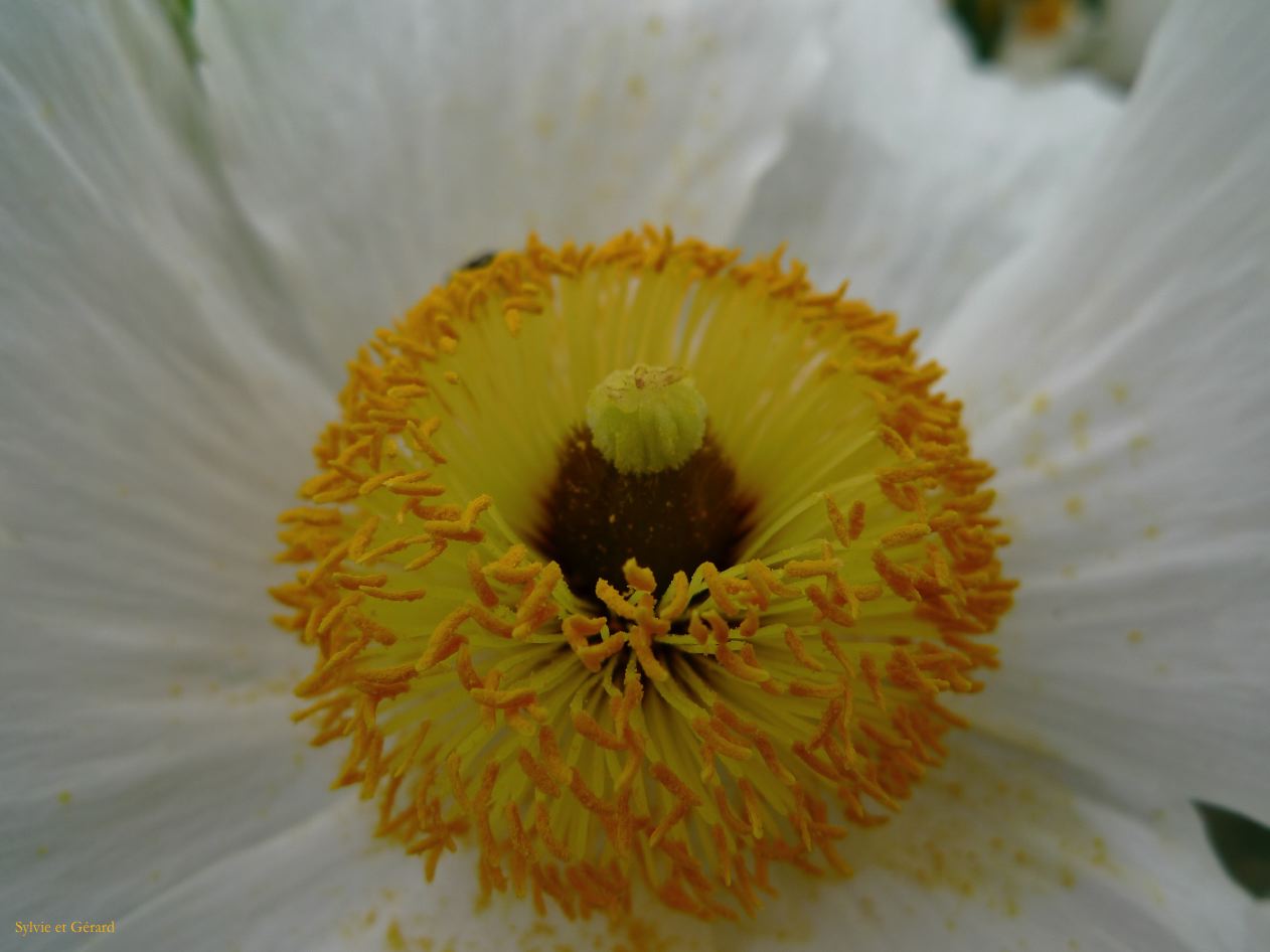 J Ile Rousse Parc de Saleccia  006