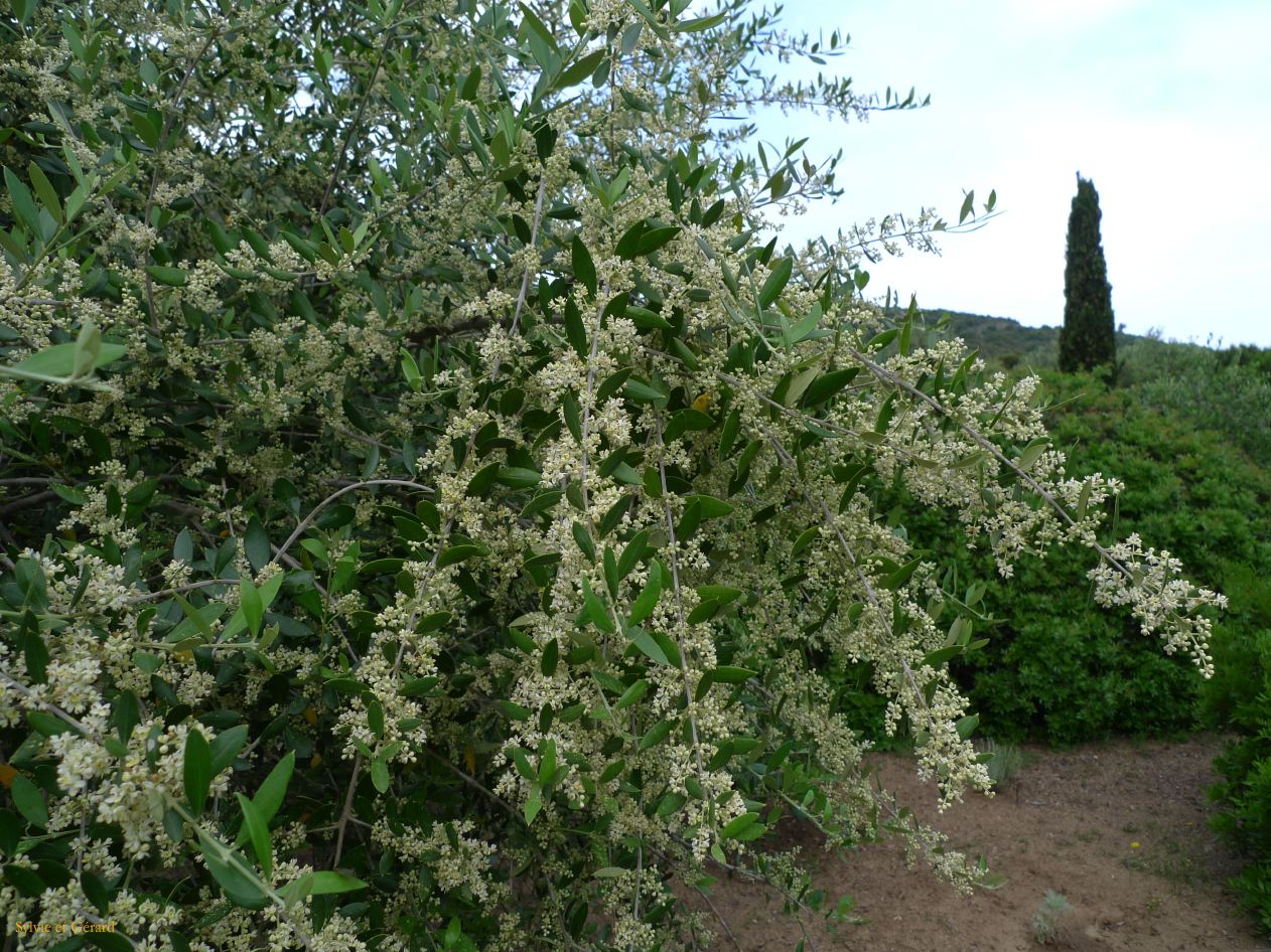 J Ile Rousse Parc de Saleccia  009
