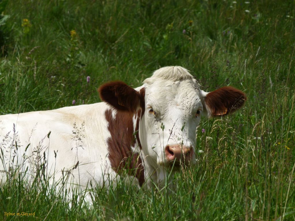 01 Aux alentours de Besse et St Anastaise
