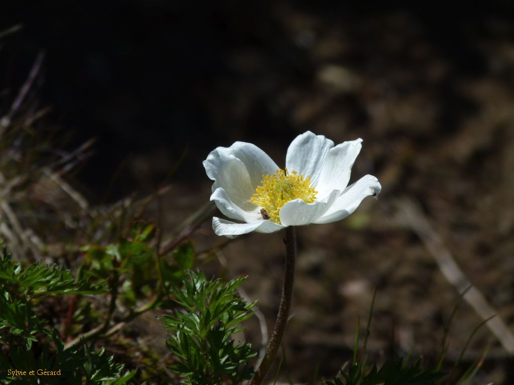 19 Le Puy de Sancy  060