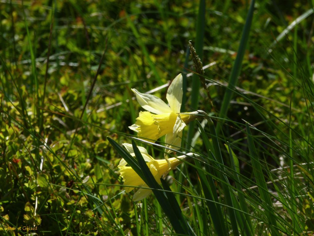 22 Le Puy de Sancy  100