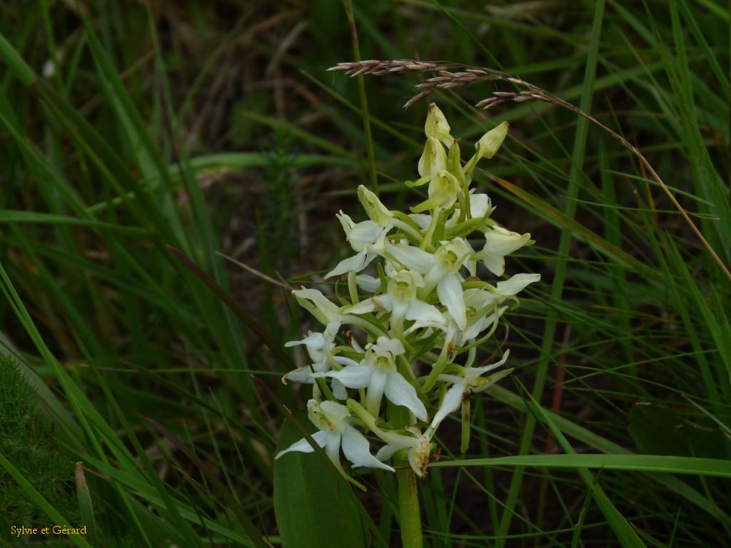 23 Le Puy de Sancy  001