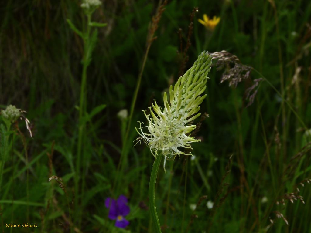 24 Le Puy de Sancy  003
