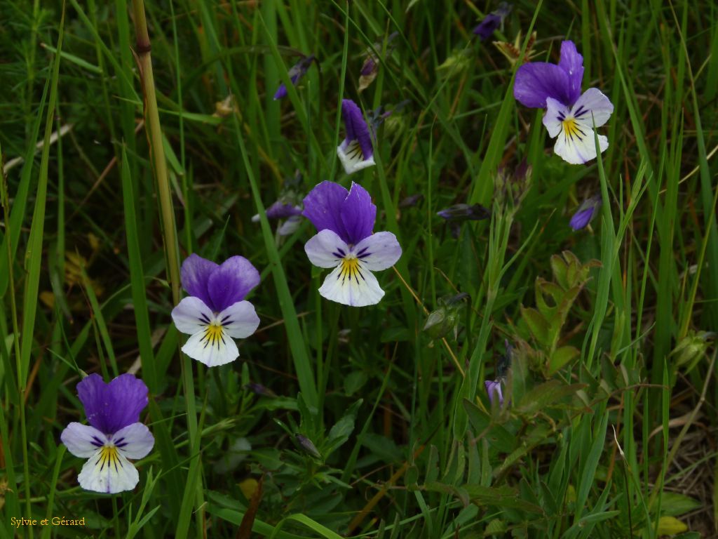 26 Le Puy de Sancy  017
