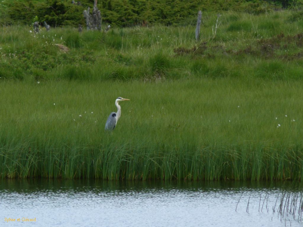 35 Lac Pavin et ses environs  007