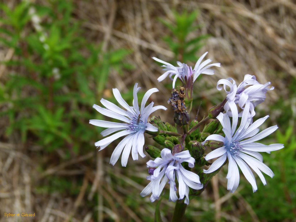 36 Promenade au Puy de Montchal  001