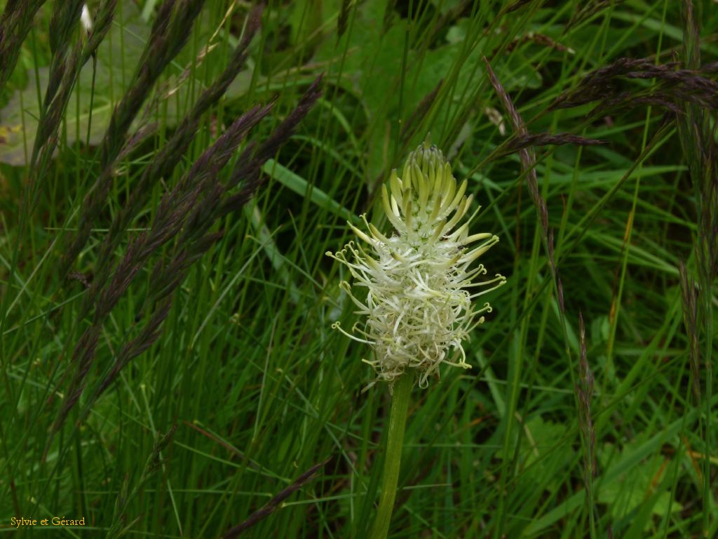 38 Promenade au Puy de Montchal  012